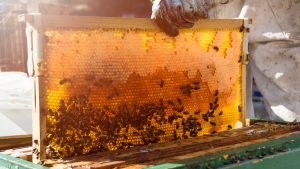 Where can I get some?